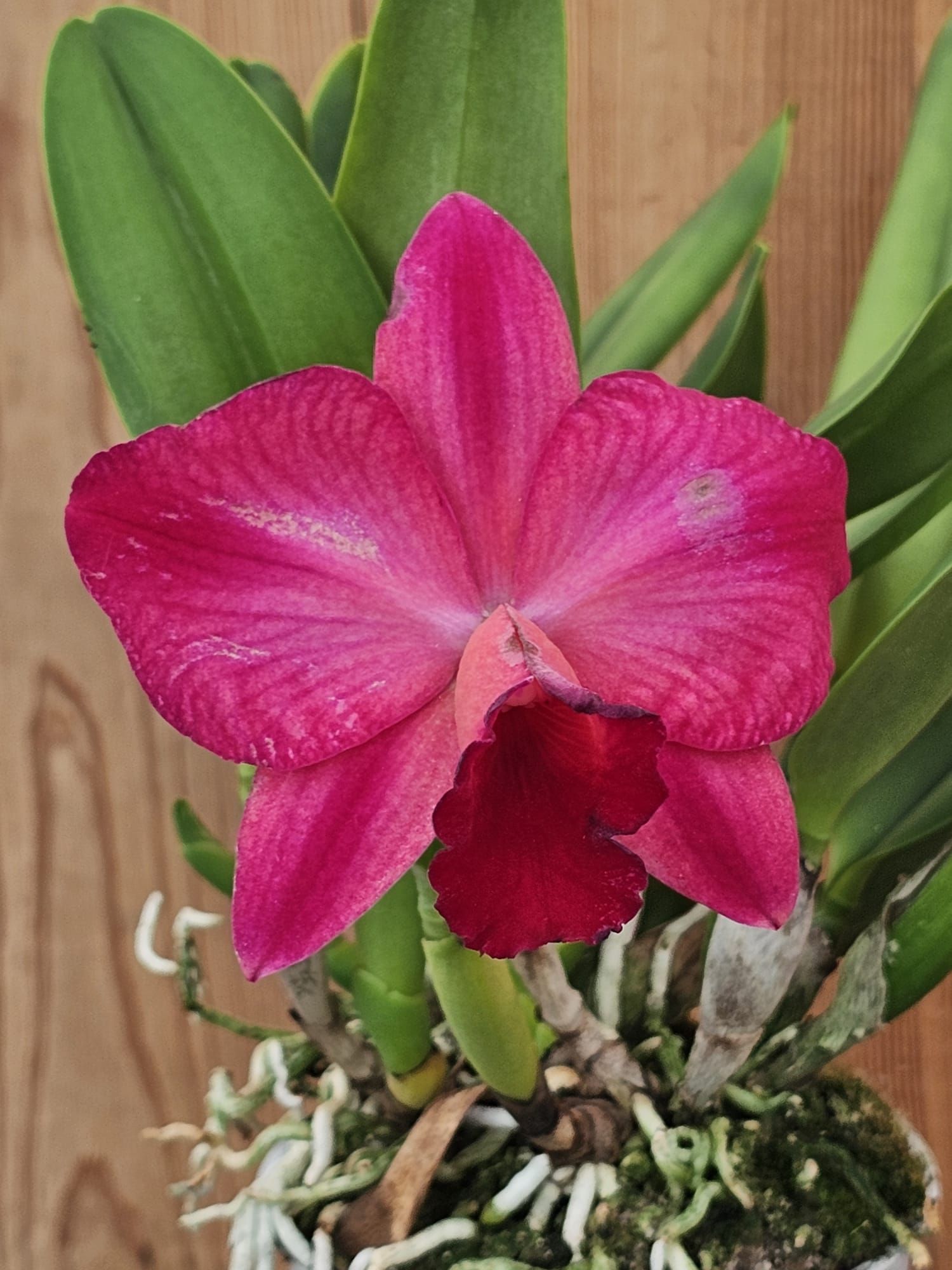 Rlc. Ruby Delight x Mem. Alida Laboy 2
