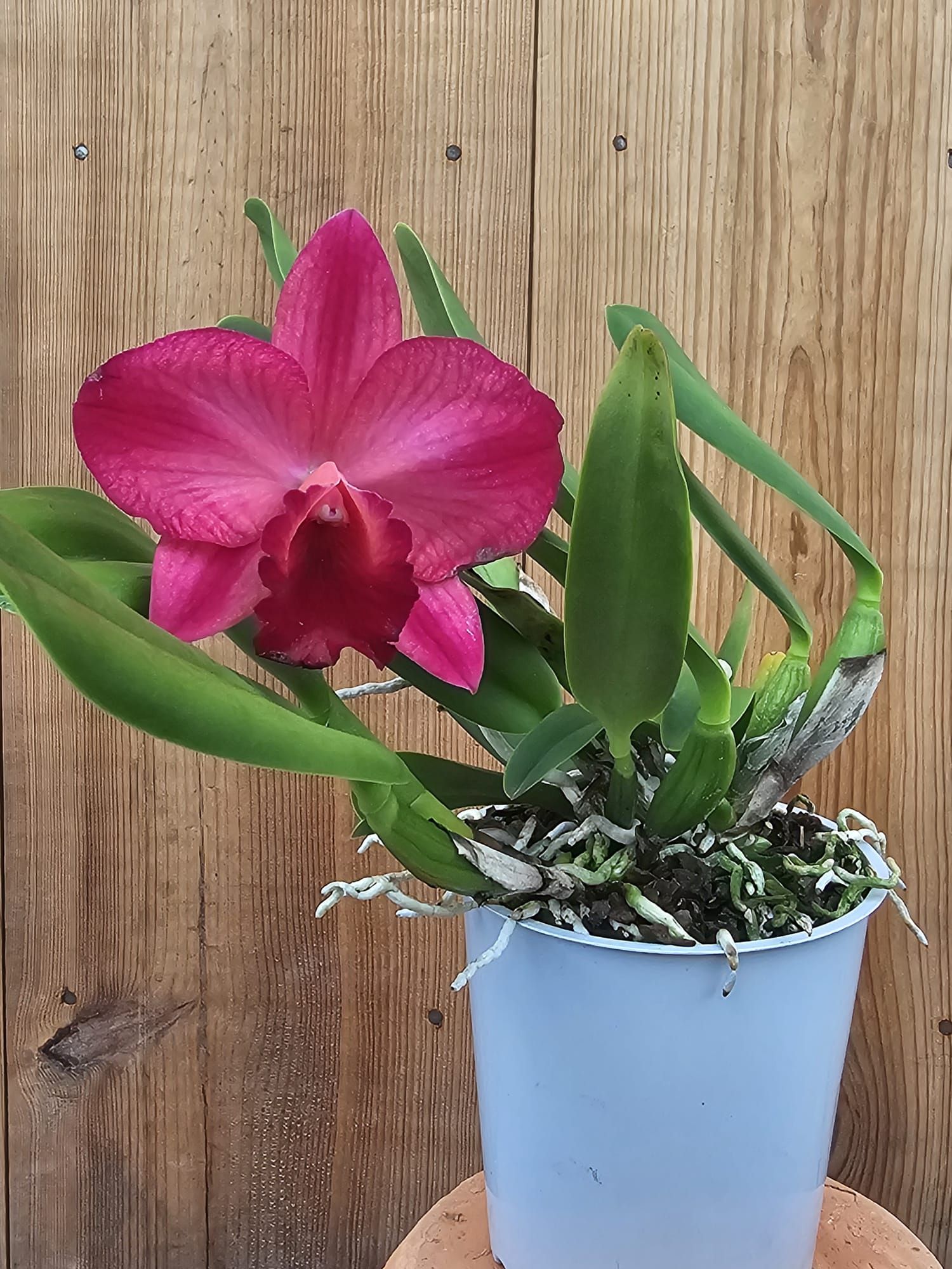 Rlc. Ruby Delight x Mem. Alida Laboy 3