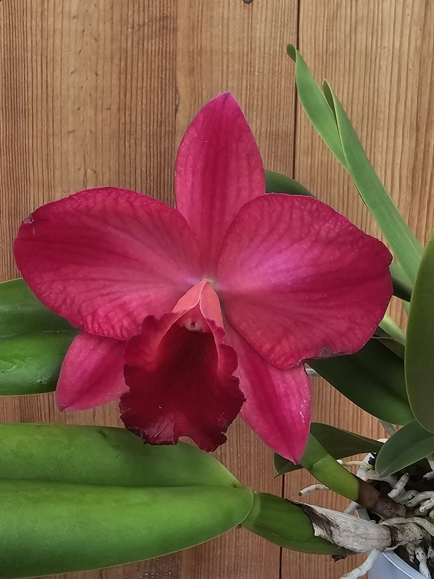 Rlc. Ruby Delight x Mem. Alida Laboy