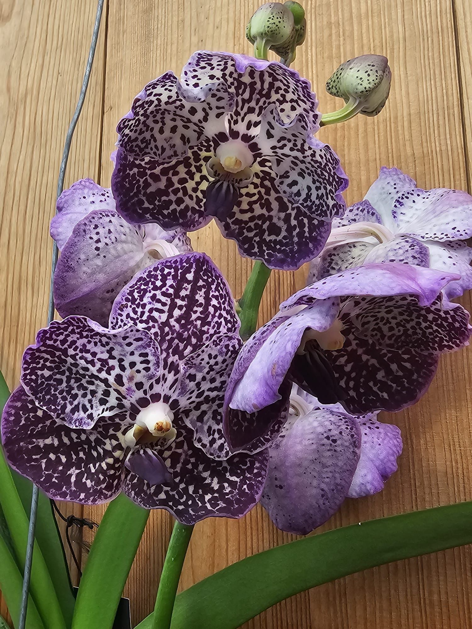 Vanda Sunanda Jeff Leatham 1