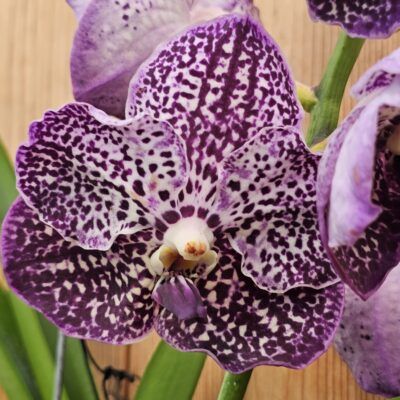 Vanda Sunanda Jeff Leatham