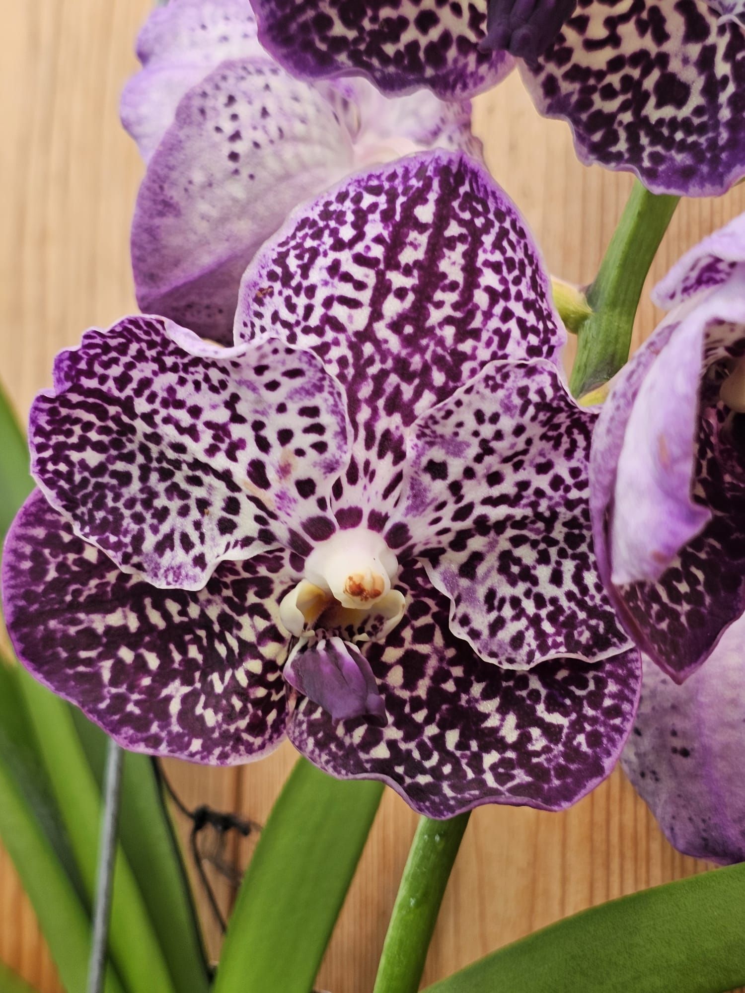 Vanda Sunanda Jeff Leatham