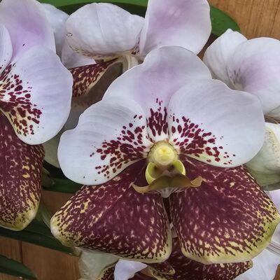 Vanda sanderiana