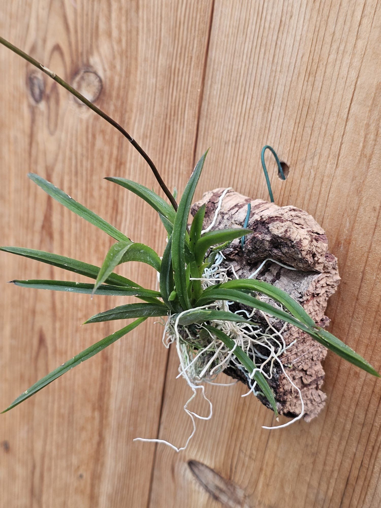 Tolumnia Jairak Flyer 'Giraffe' 3