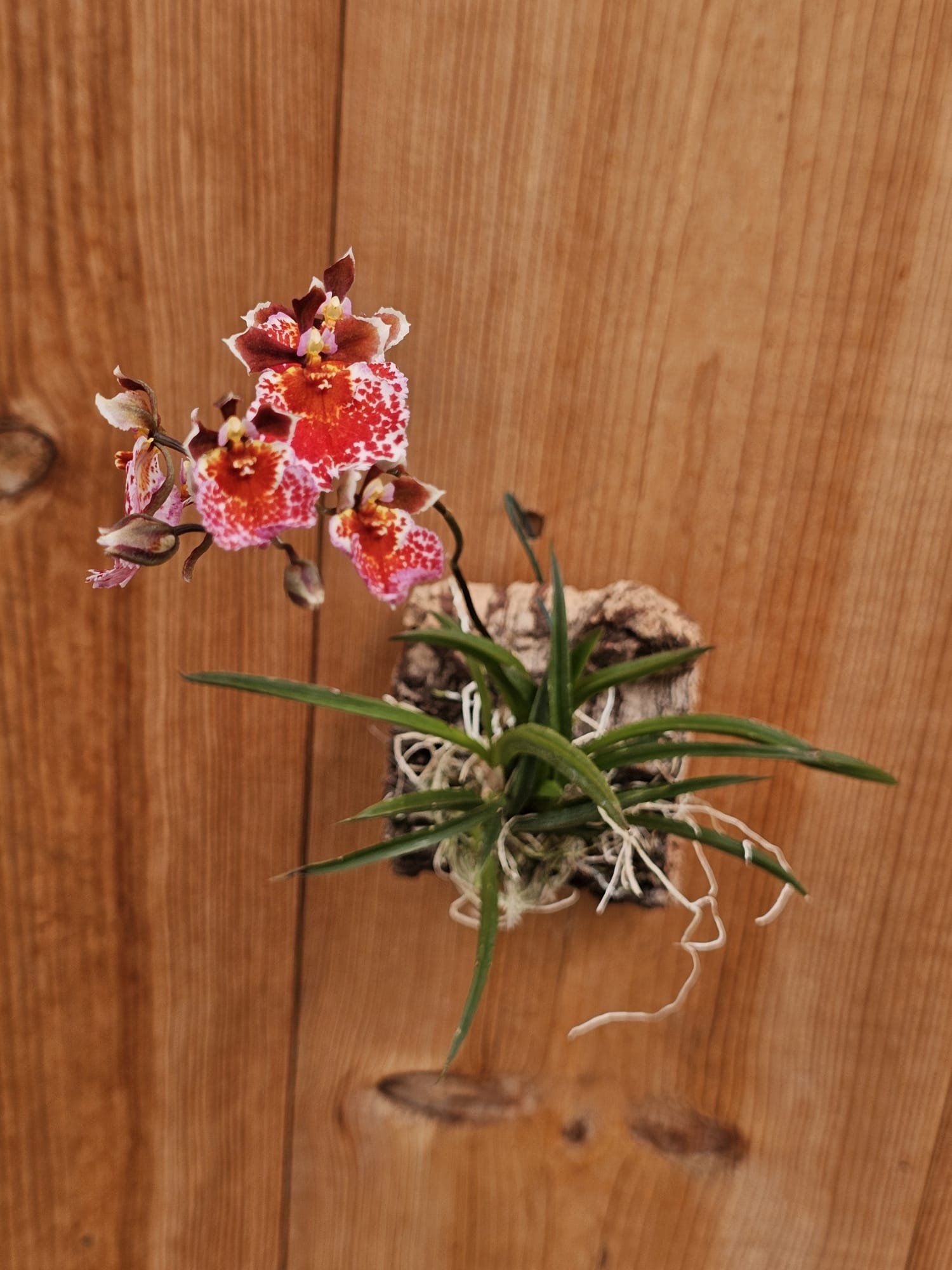 Tolumnia Jairak Flyer 'Giraffe'1