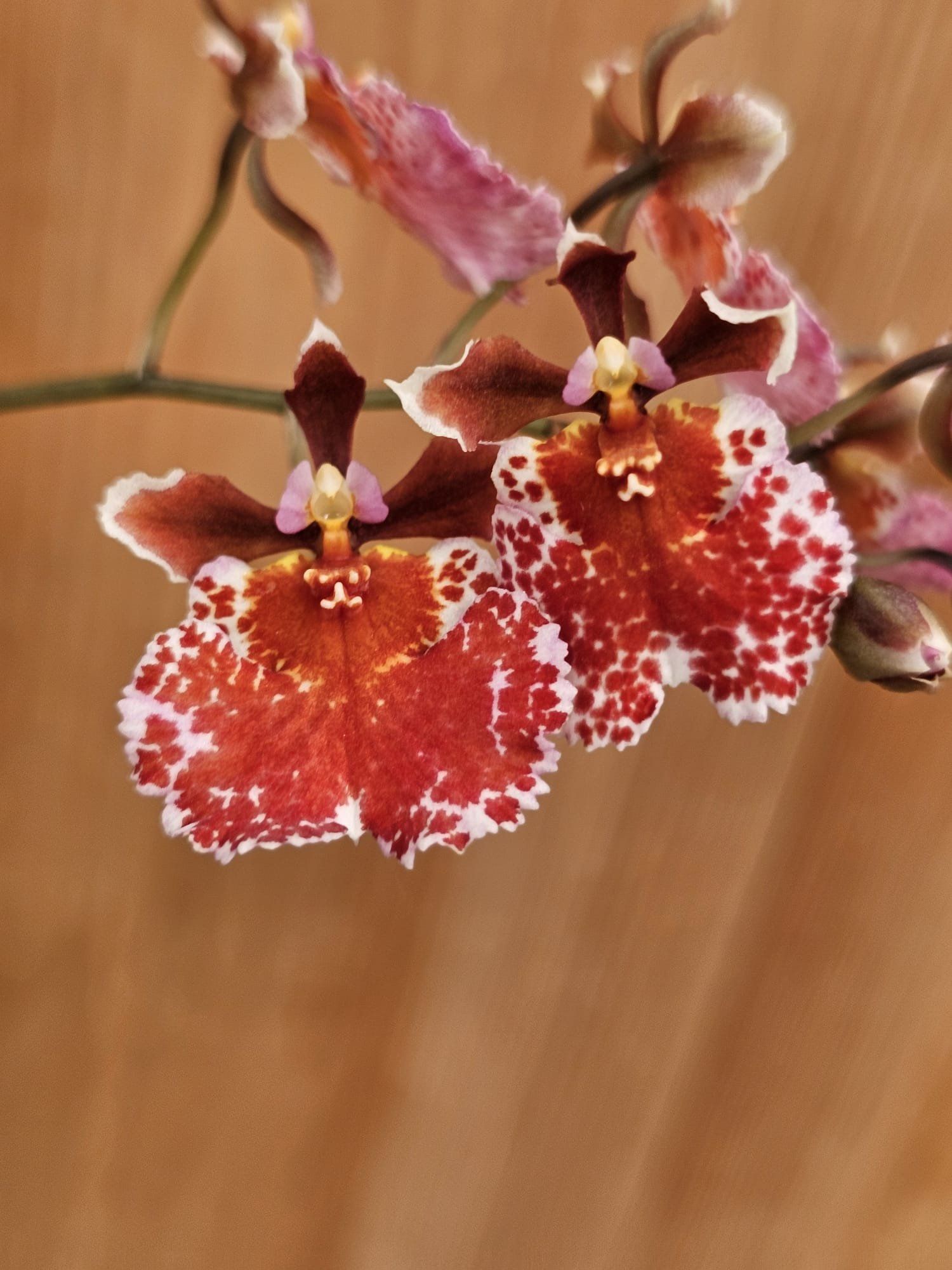 Tolumnia Jairak Flyer 'Giraffe'