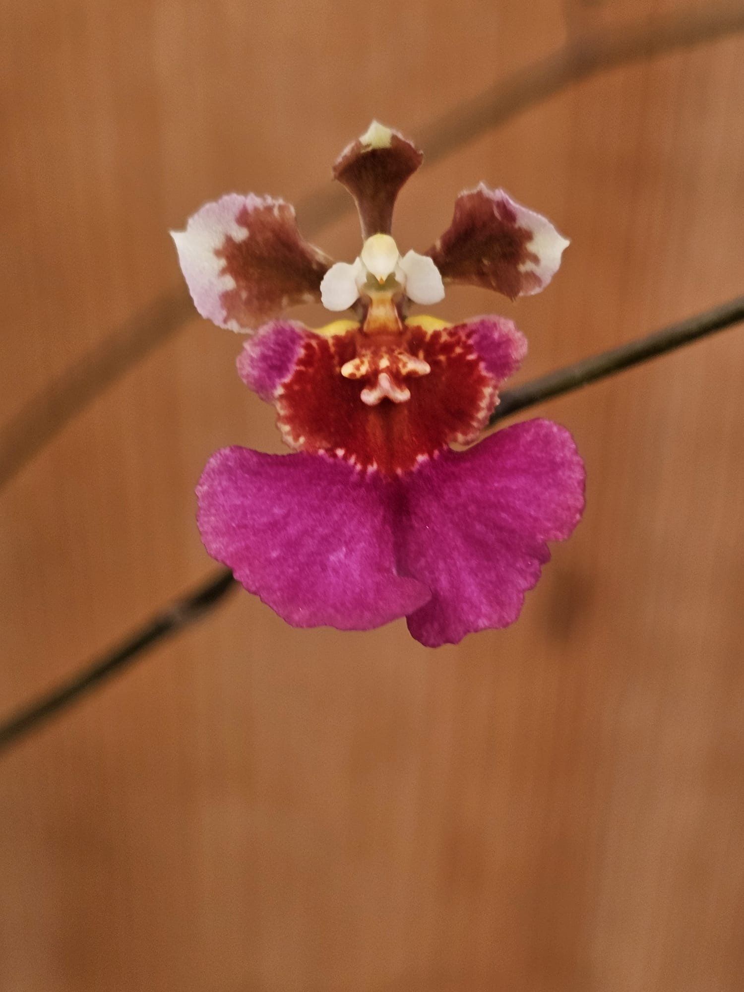 Tolumnia Jairak Flyer 'Dark Pink'