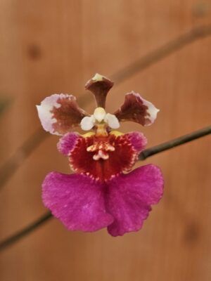 Tolumnia Jairak Flyer 'Dark Pink'
