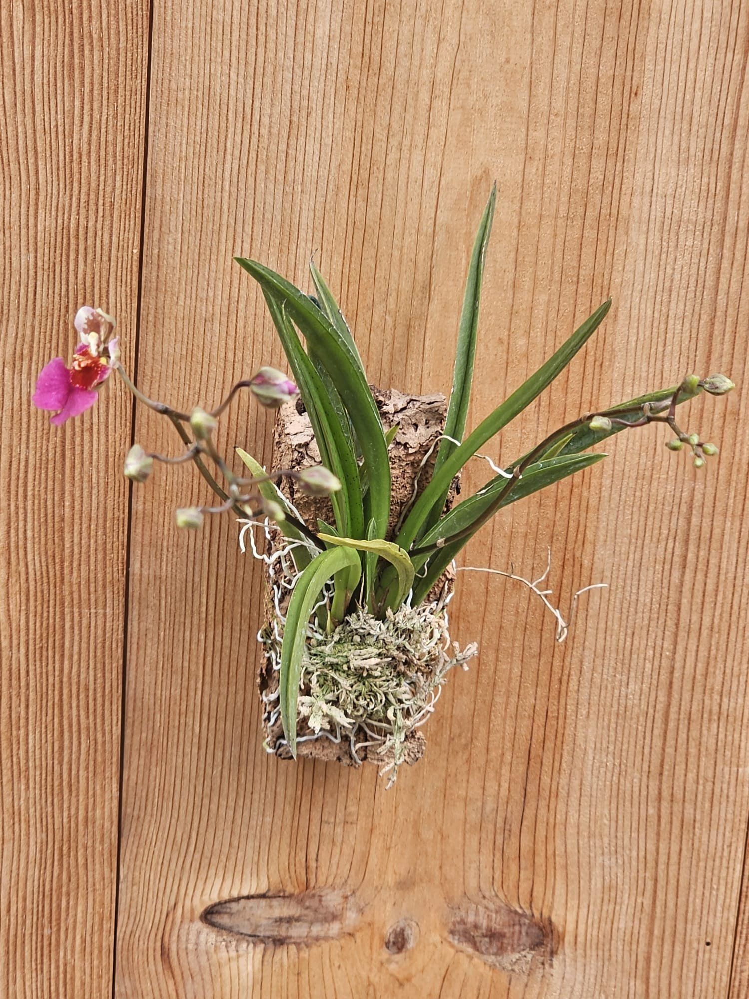 Tolumnia Jairak Flyer 'Dark Pink'