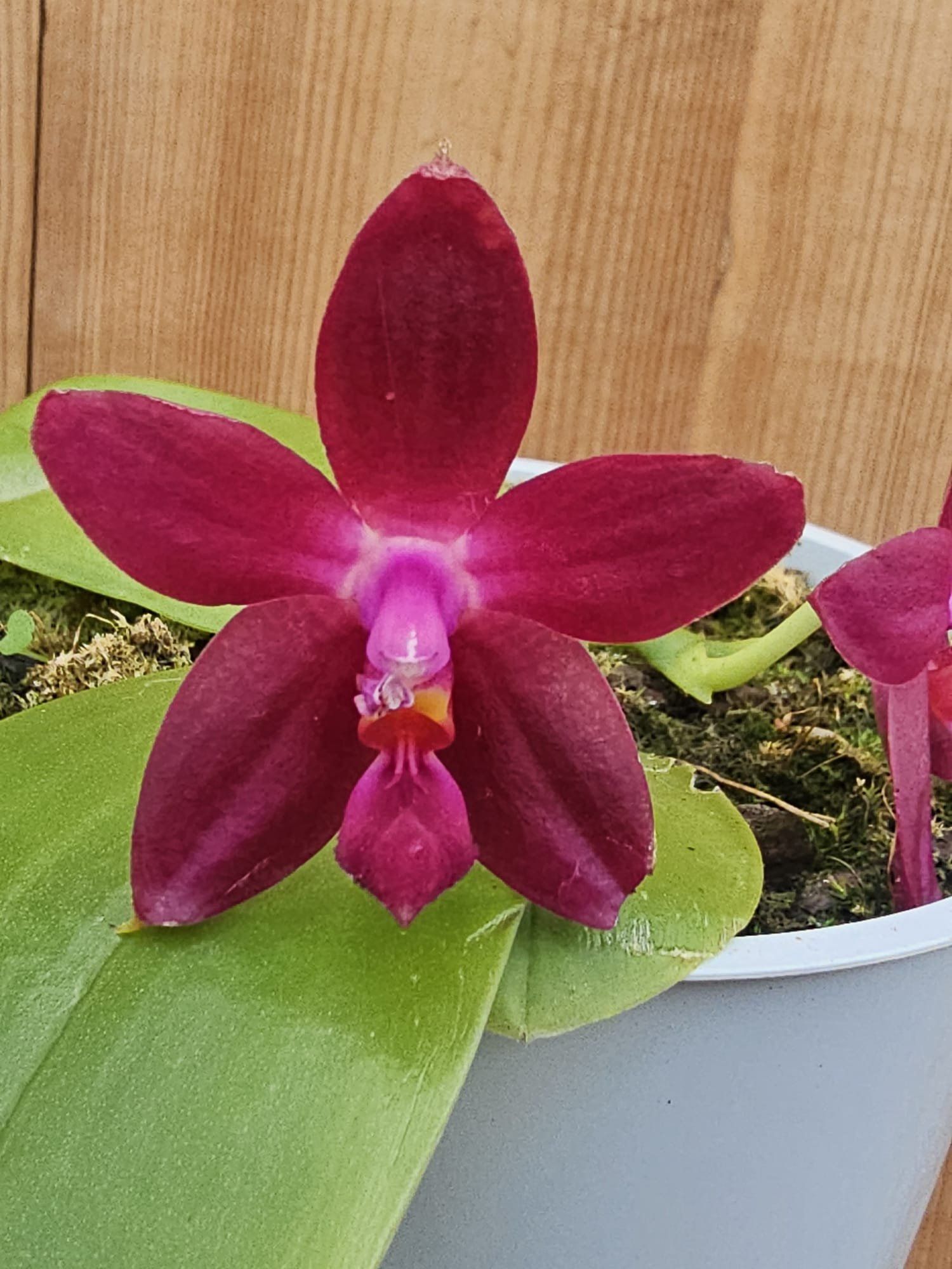 Phalaenopsis Ambotrana-violacea