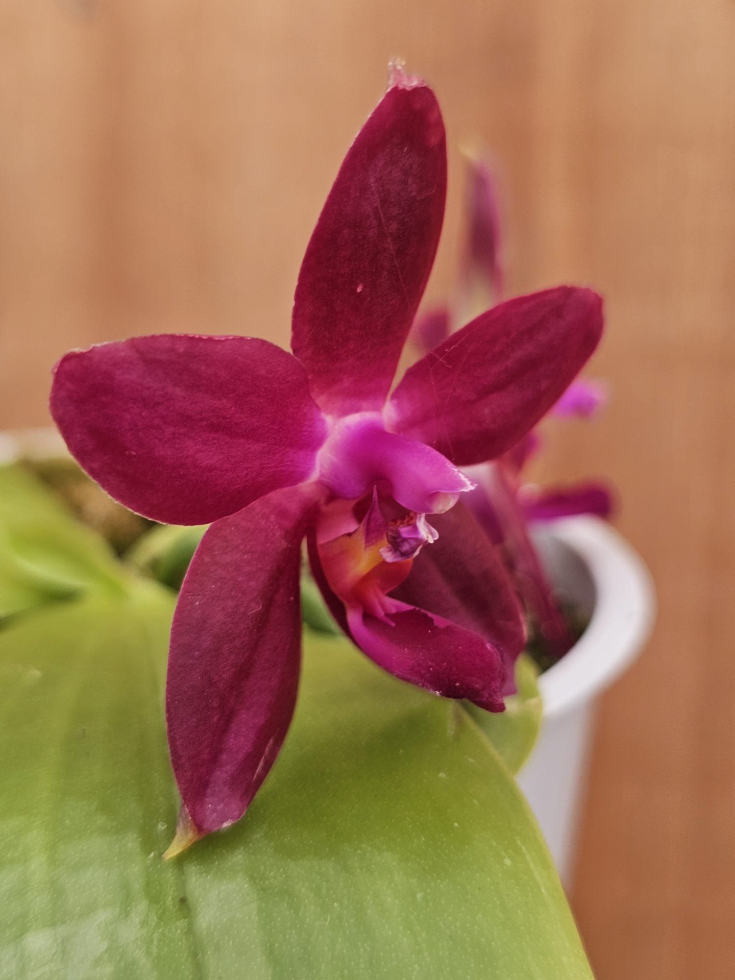 Phalaenopsis Ambotrana-violacea