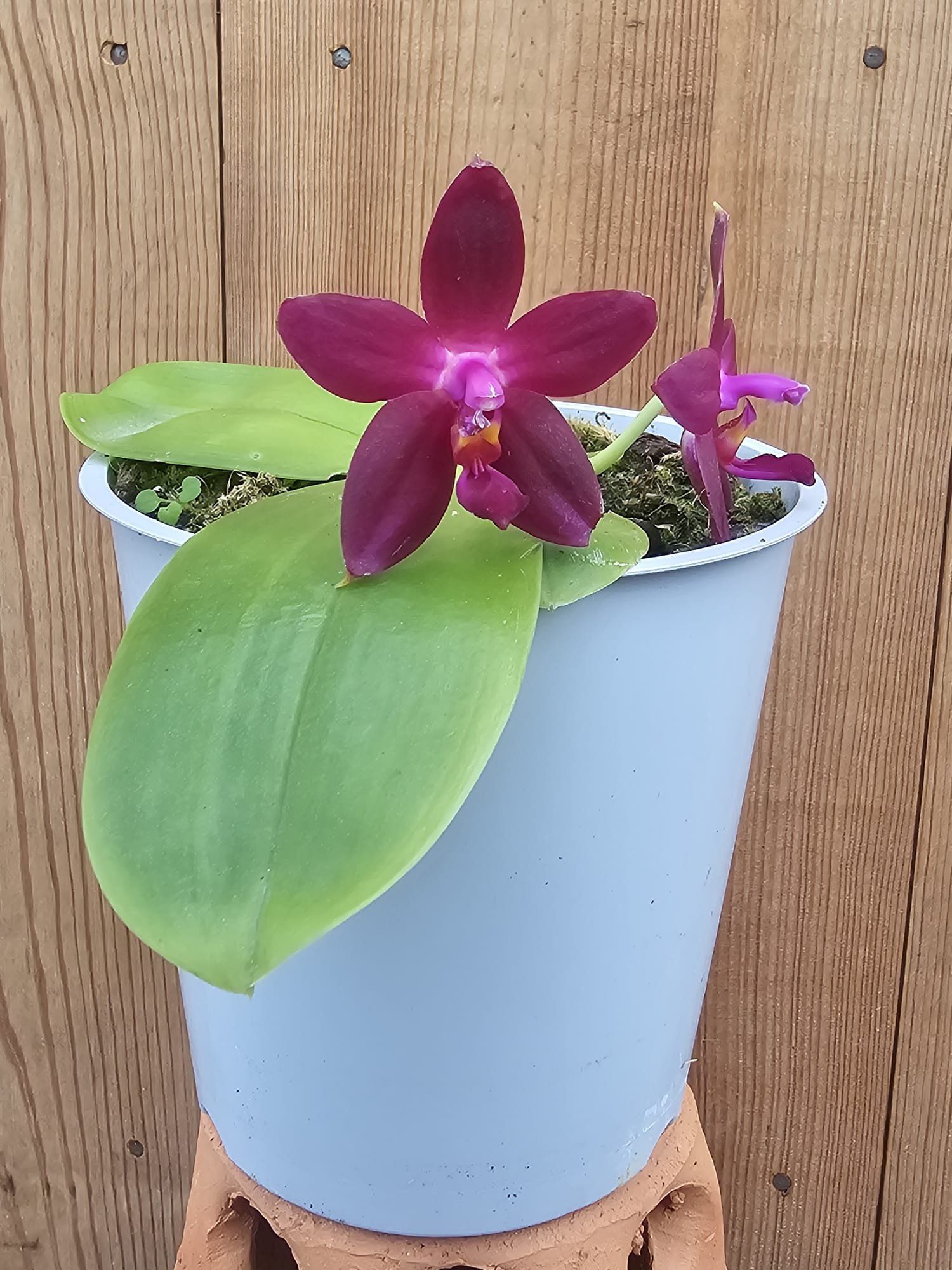 Phalaenopsis Ambotrana-violacea