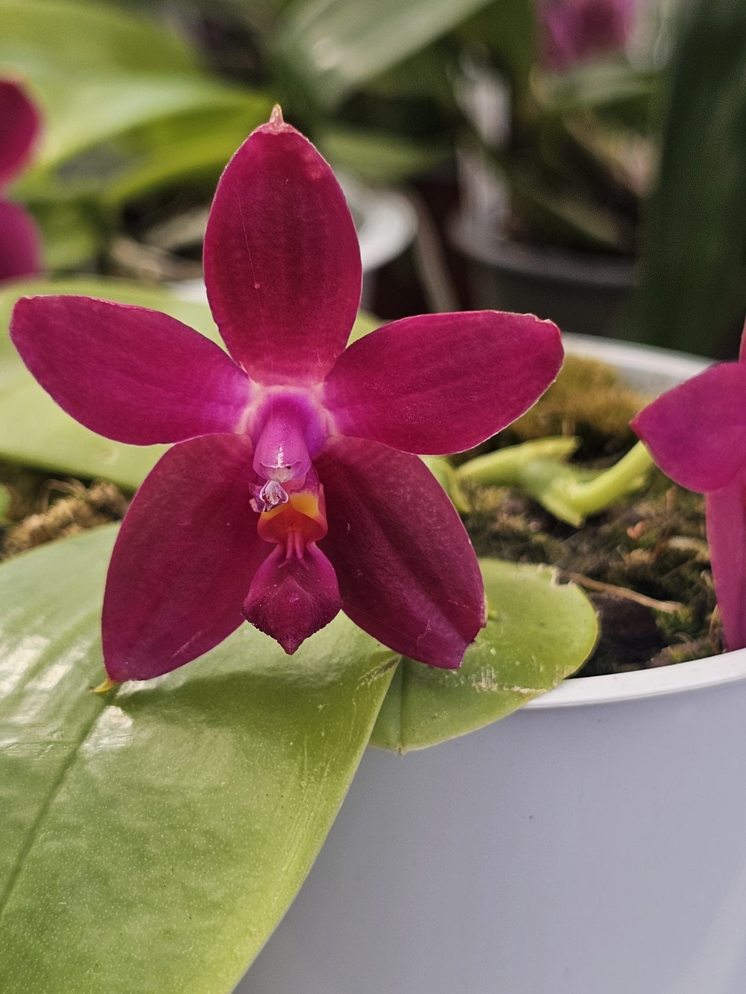 Phalaenopsis Ambotrana-violacea