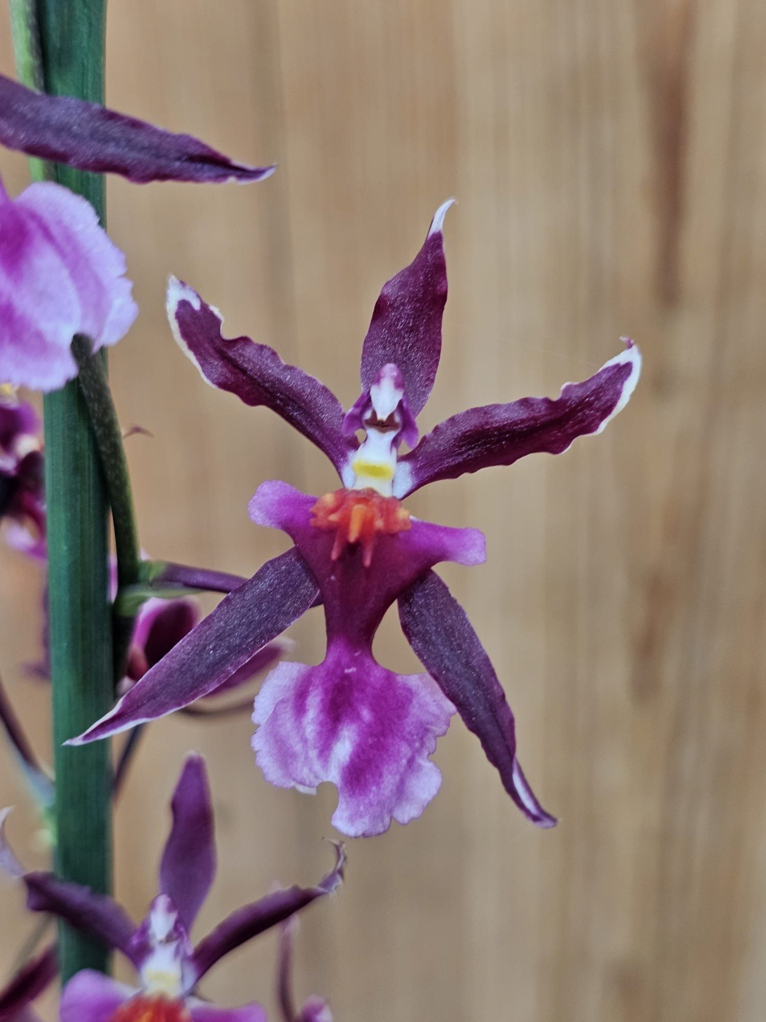 Oncidium Katrin Zoch