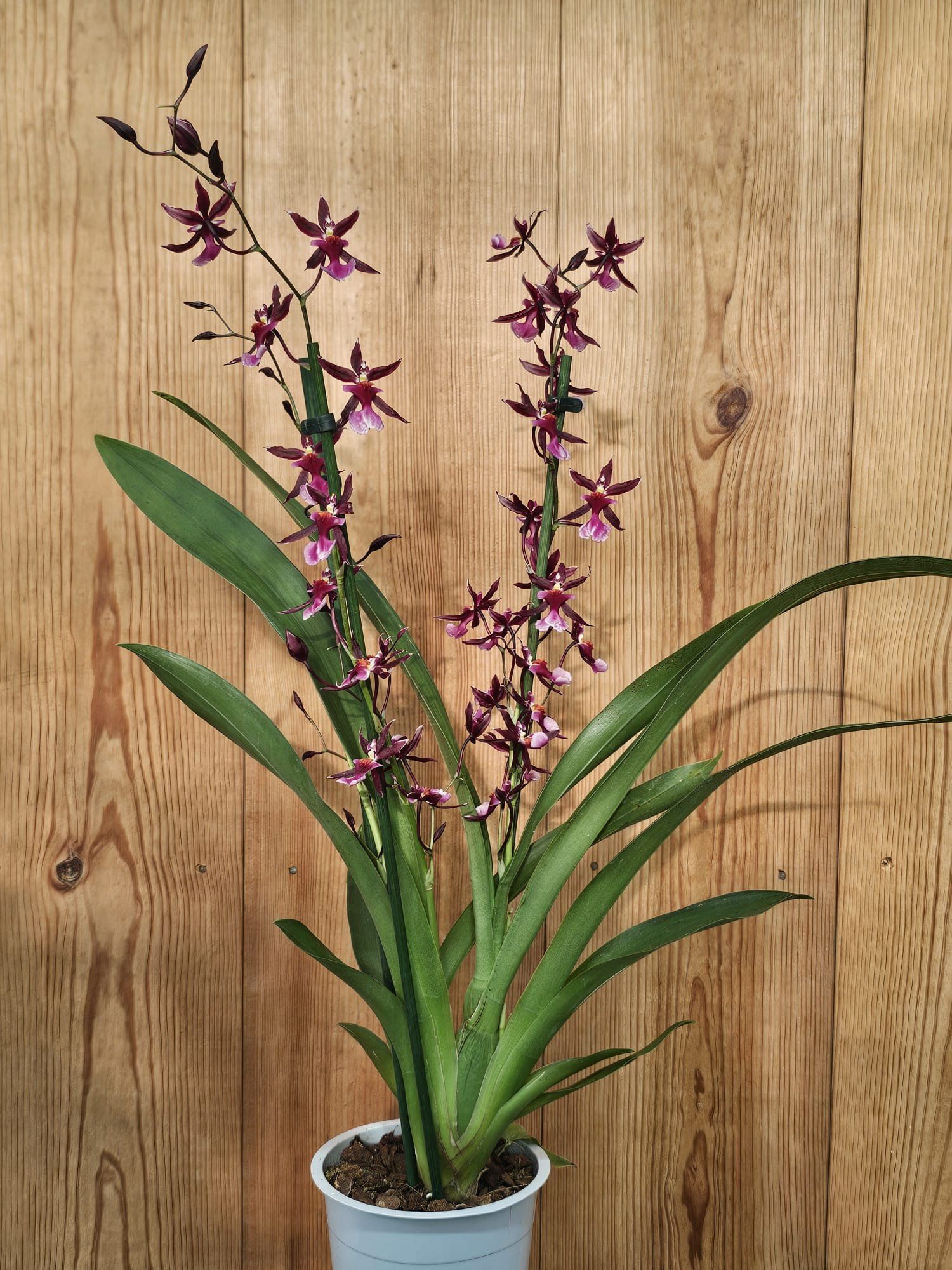 Oncidium Katrin Zoch