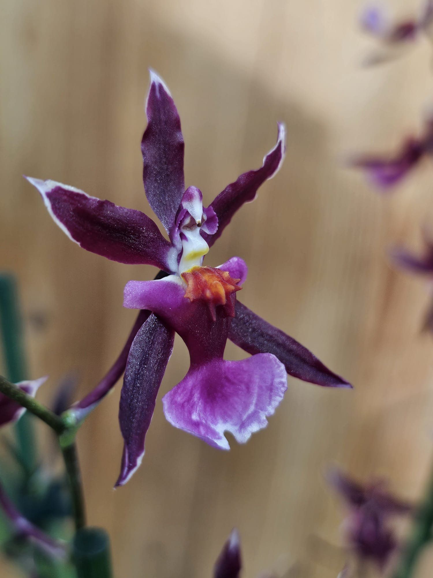 Oncidium Katrin Zoch