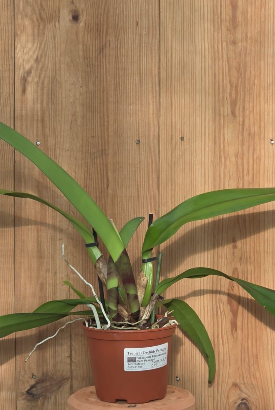 Cattleya iricolor 1
