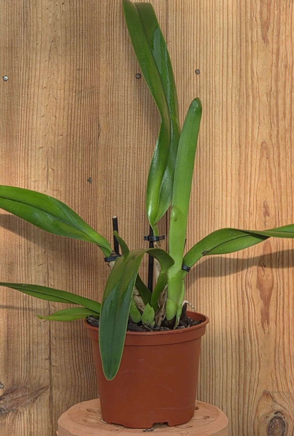 Cattleya iricolor 2