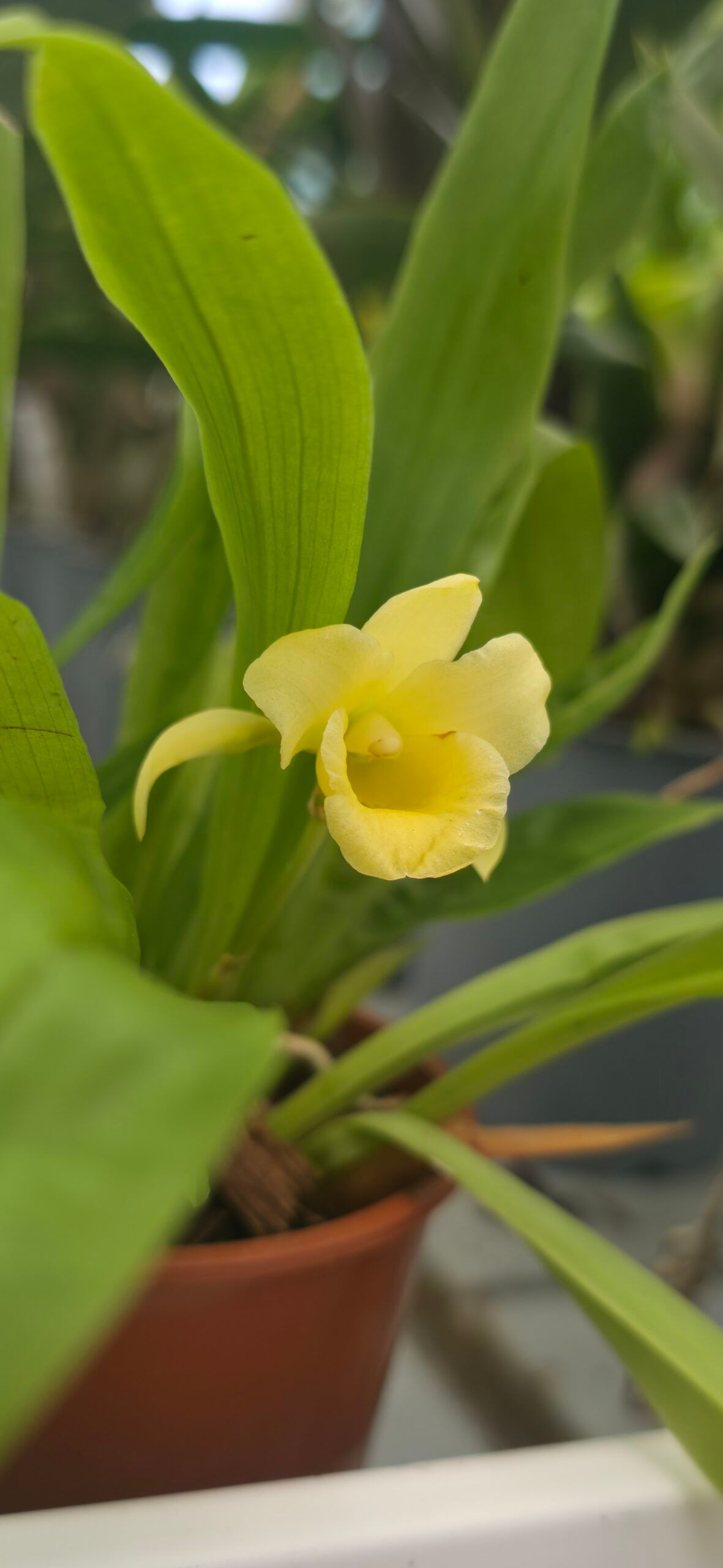 Chondrorhyncha lendyana 1