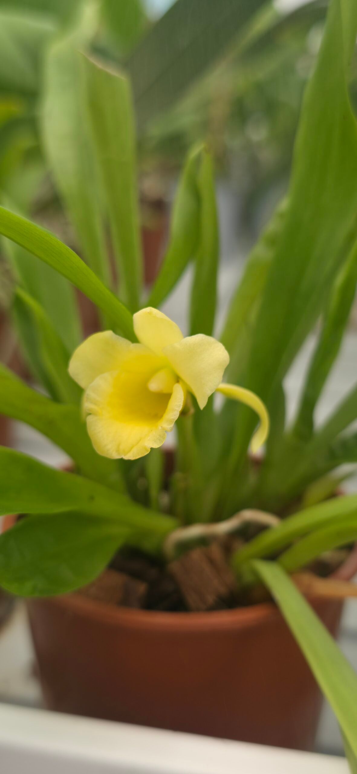 Chondrorhyncha lendyana 2
