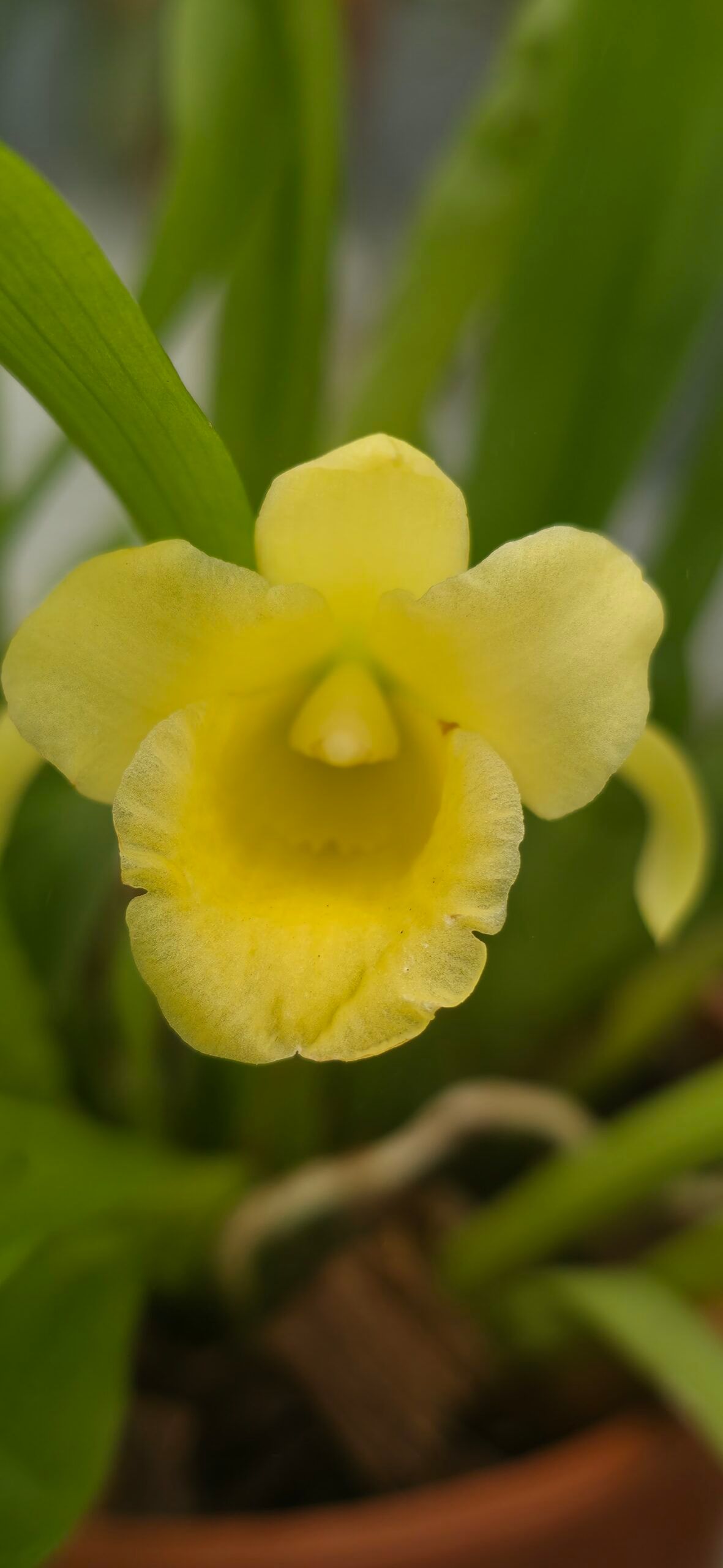 Chondrorhyncha lendyana 3