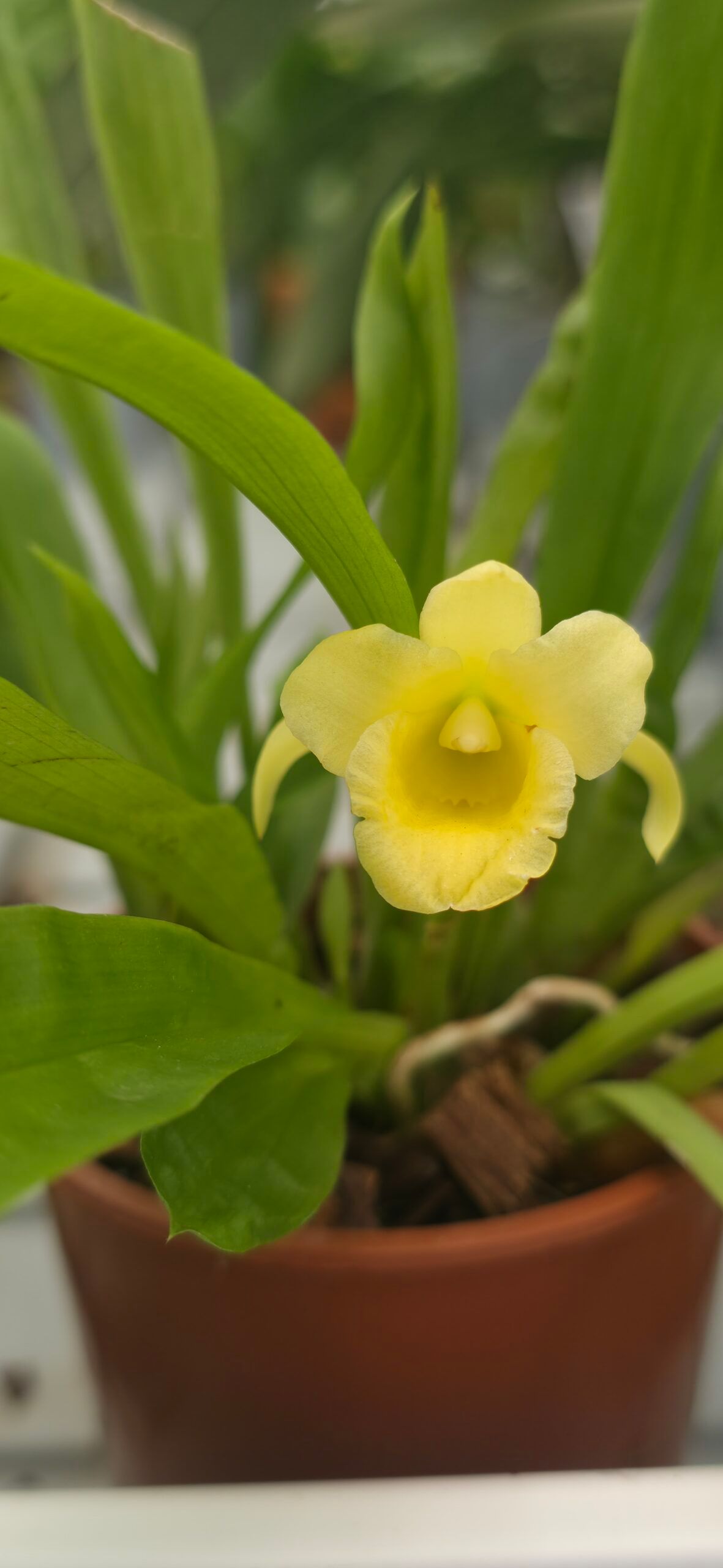 Chondrorhyncha lendyana