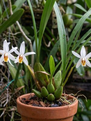 Coelogyne graminifolia