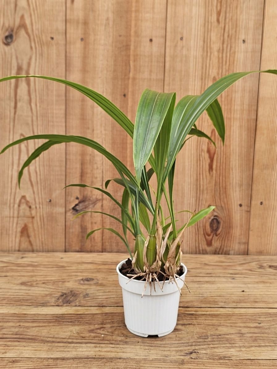 Coelogyne graminifolia