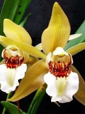 Coelogyne lawrenceana