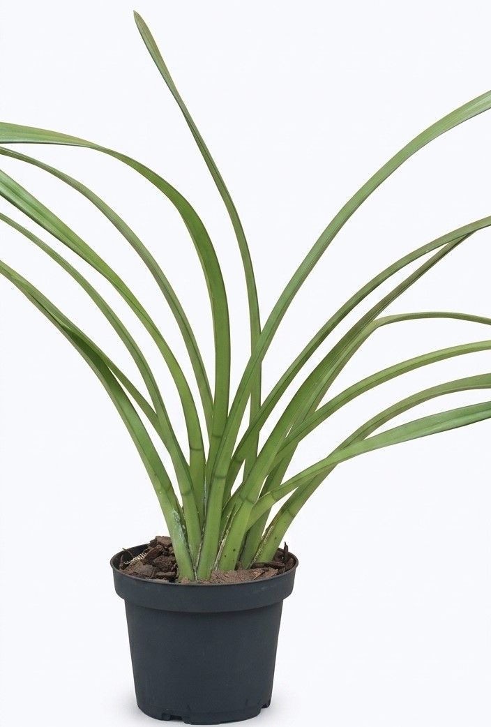 Cymbidium bicolor 1