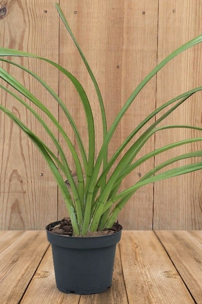 Cymbidium bicolor 2