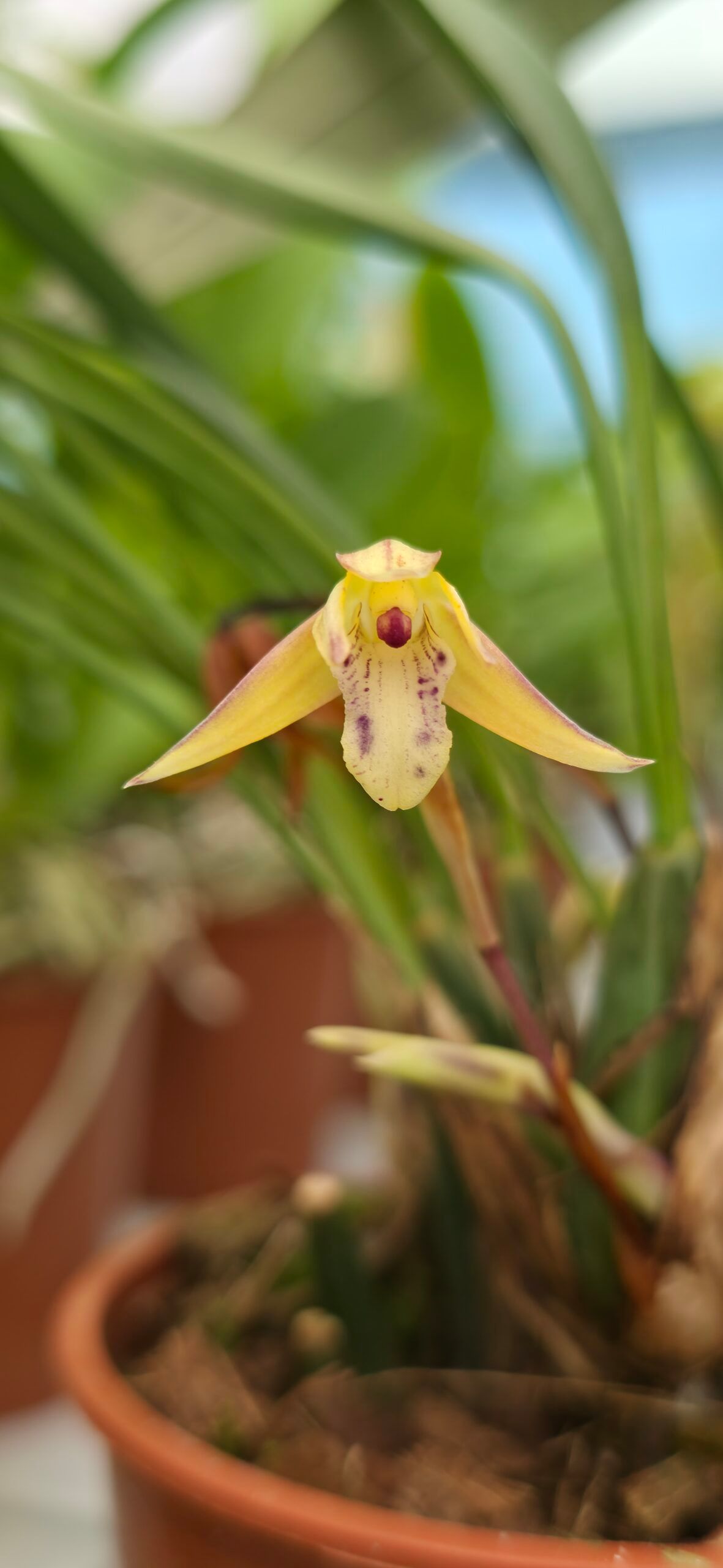 Maxillaria cerifera
