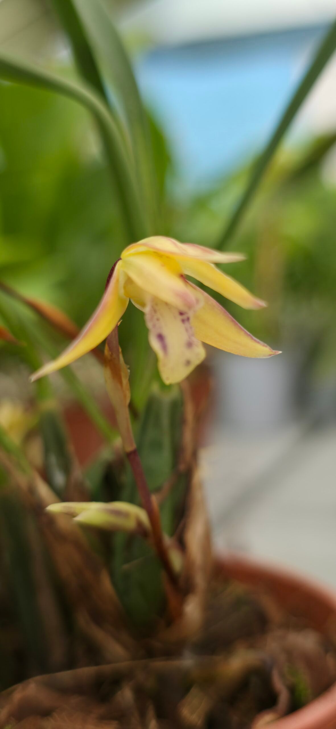 Maxillaria cerifera1