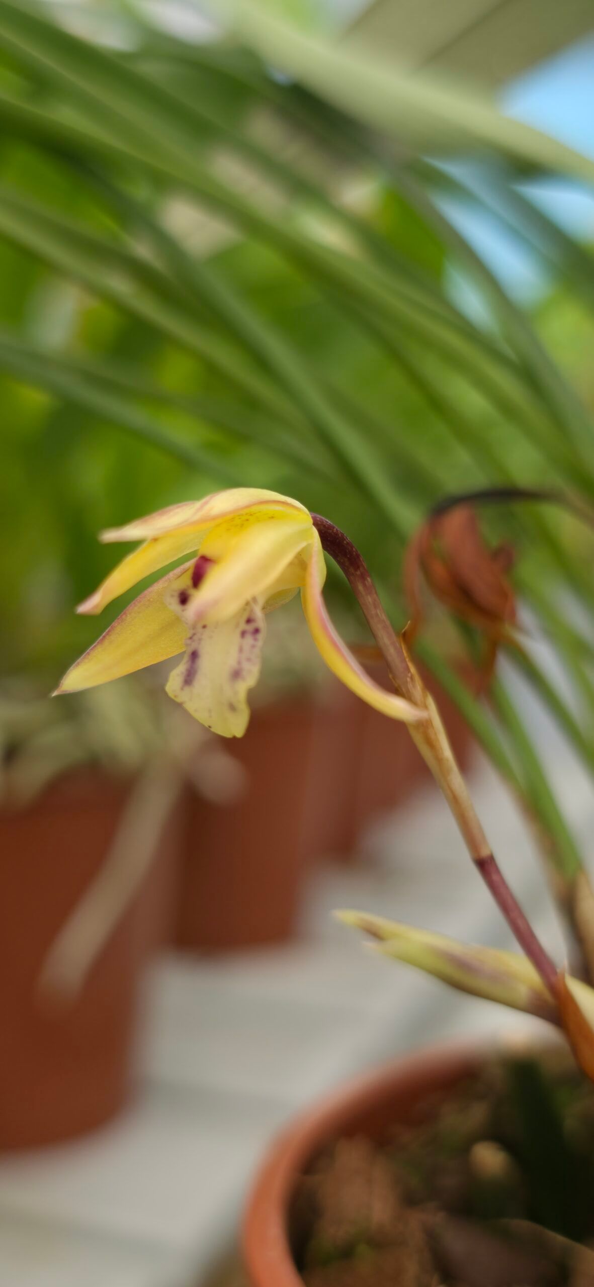 Maxillaria cerifera2