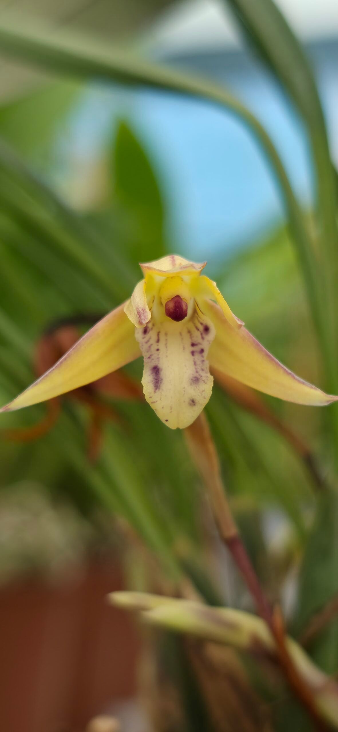 Maxillaria cerifera3