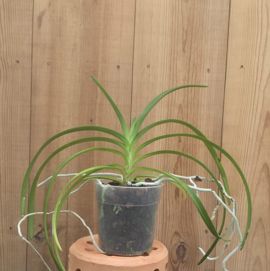 Vanda lamellata 1
