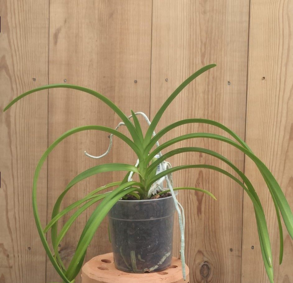 Vanda lamellata 2