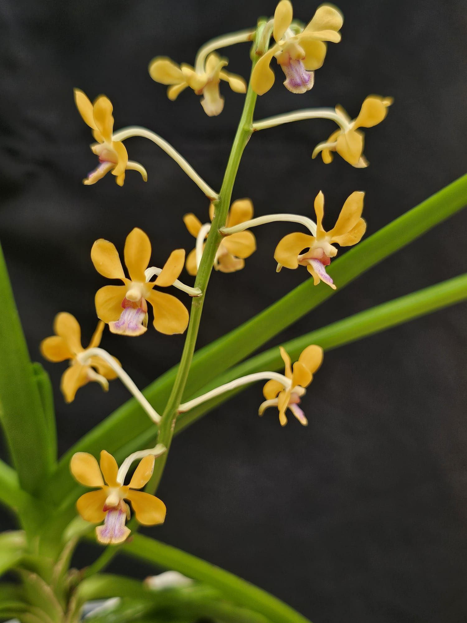 Vanda testacea 1