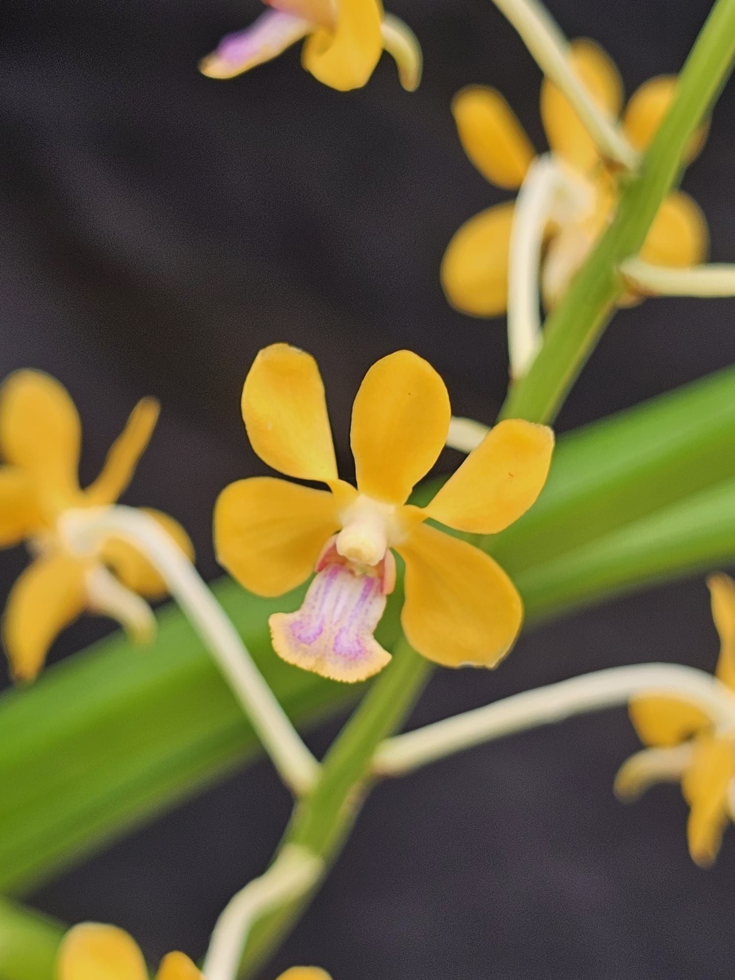 Vanda testacea 2