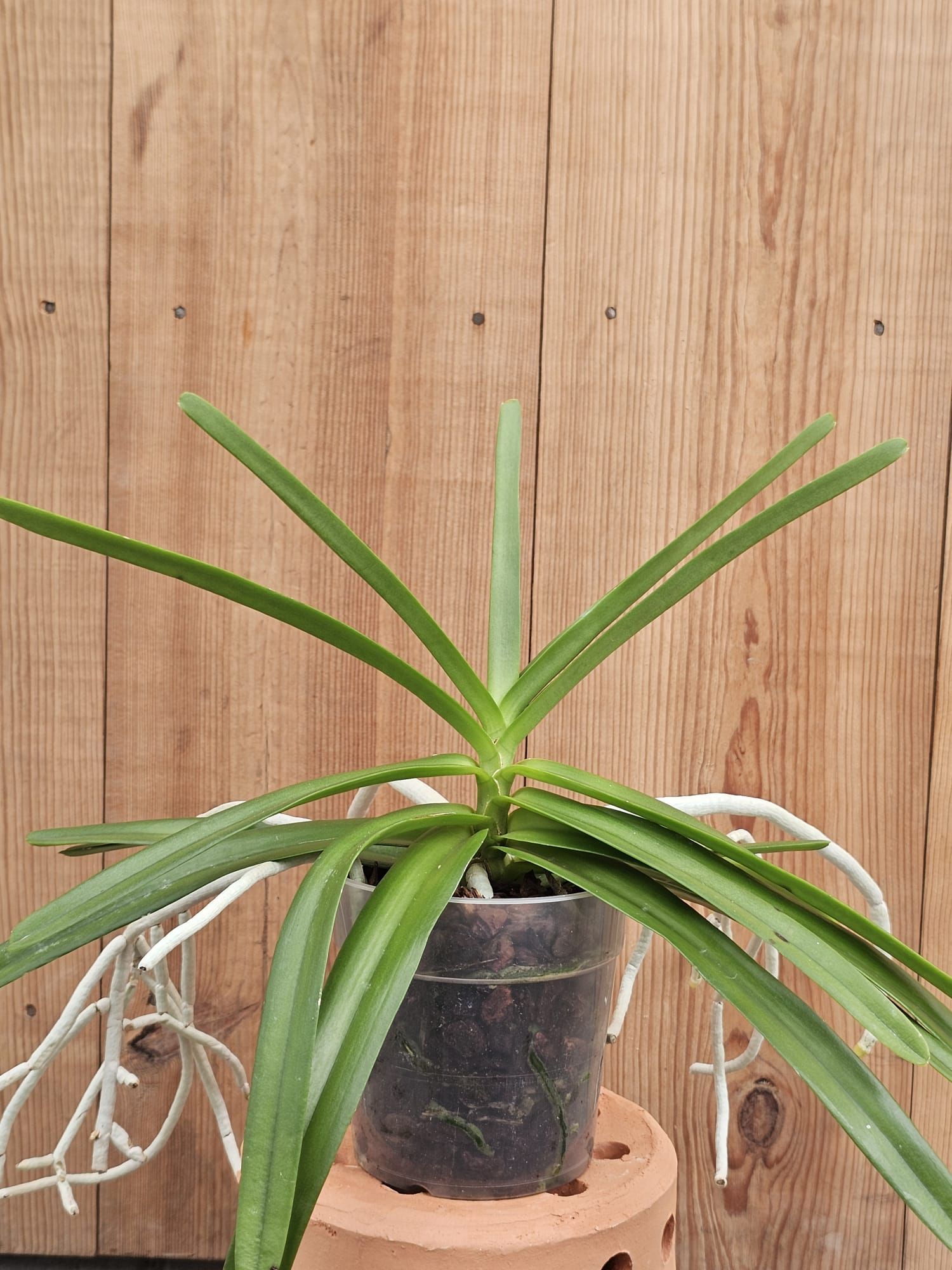 Vanda testacea 3