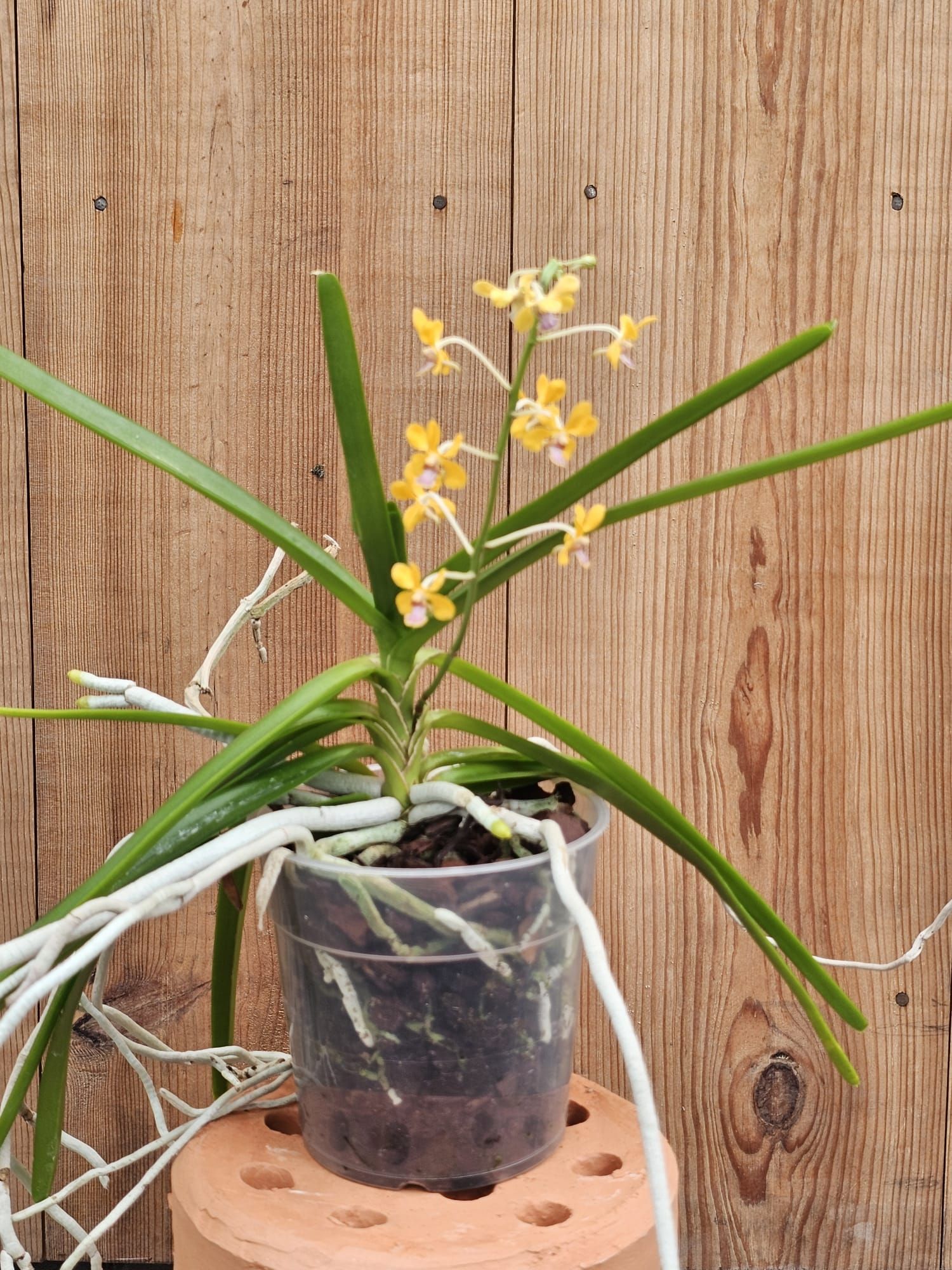 Vanda testacea 4