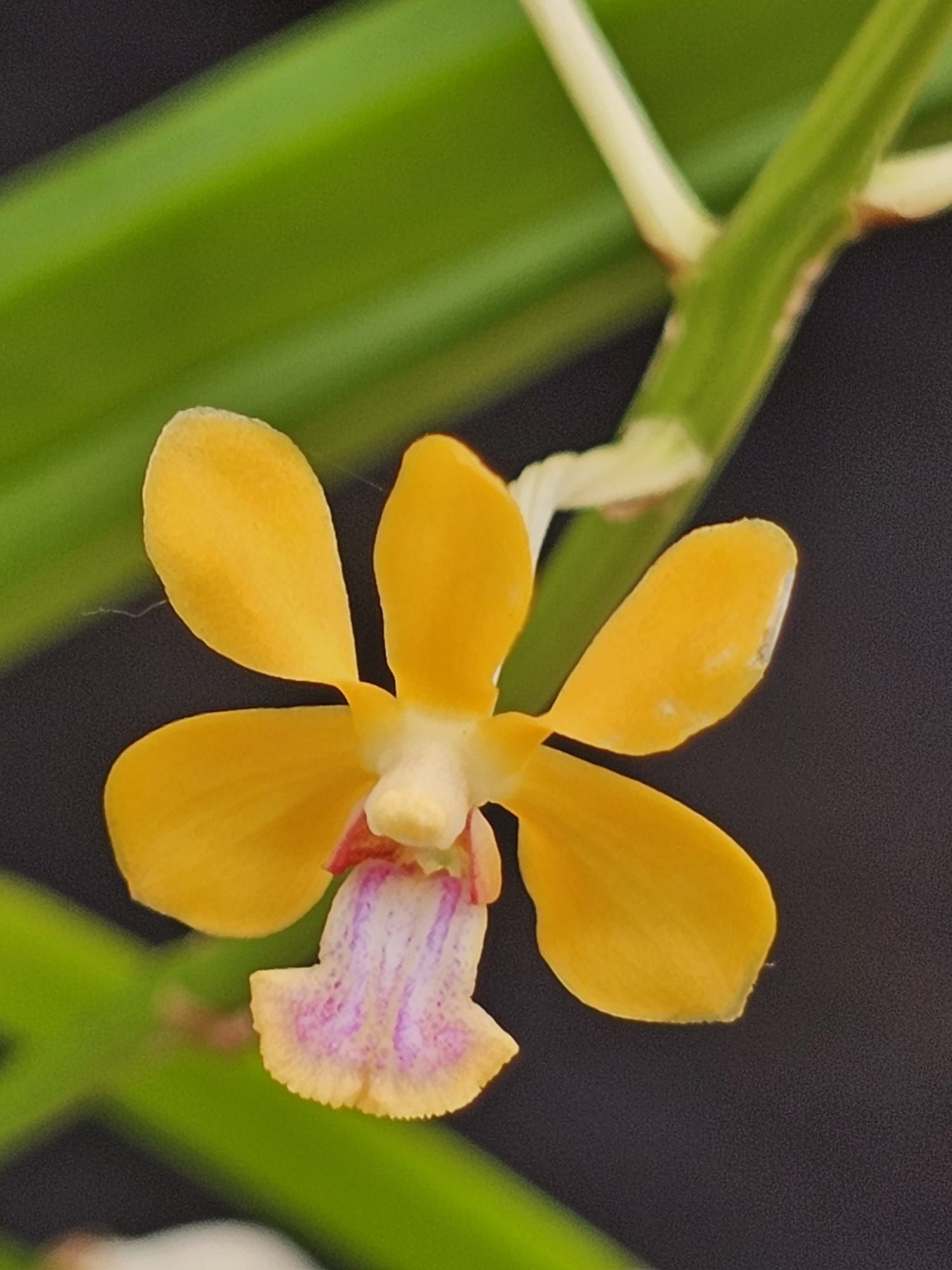 Vanda testacea