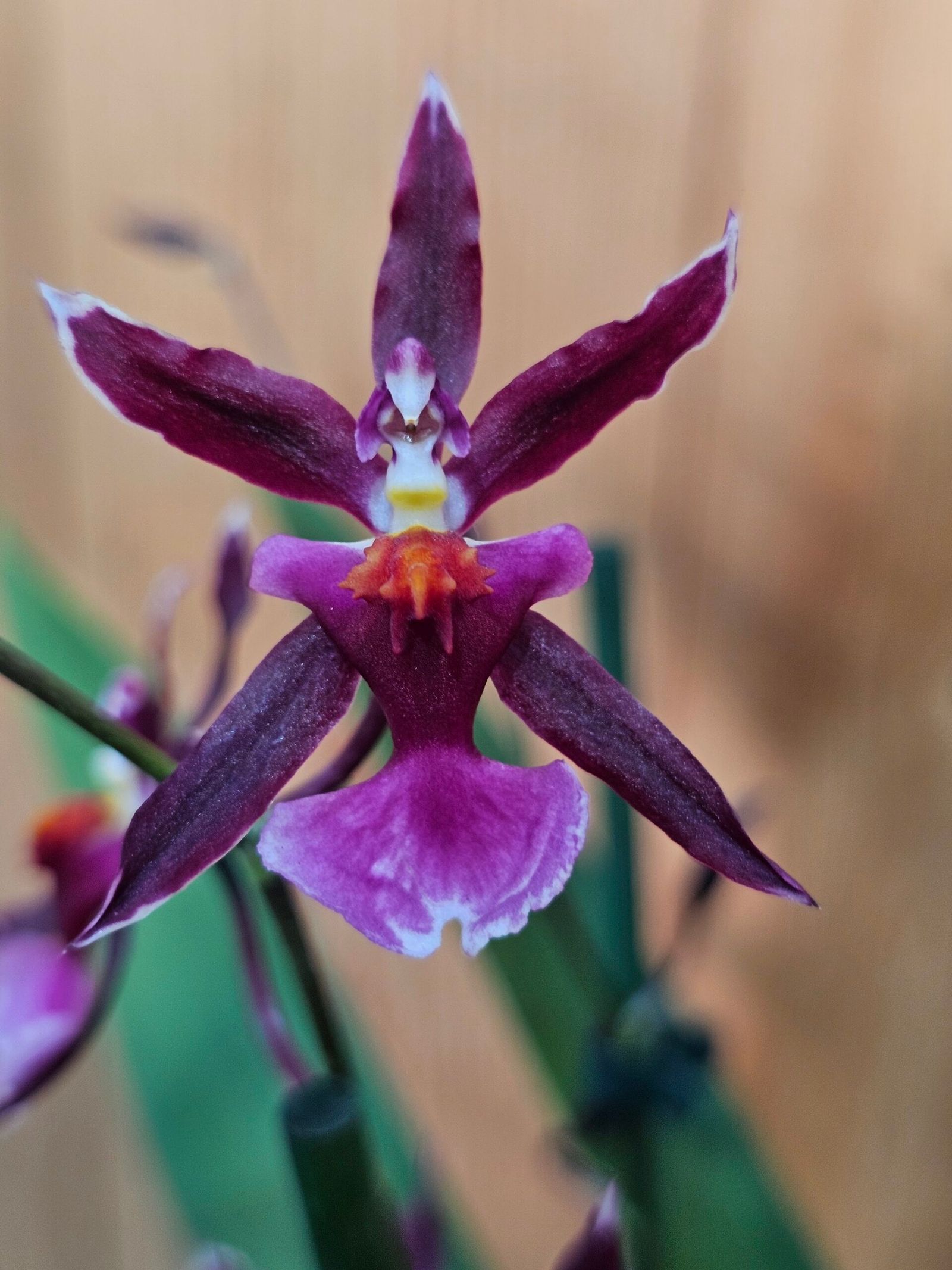 Oncidium Katrin Zoch