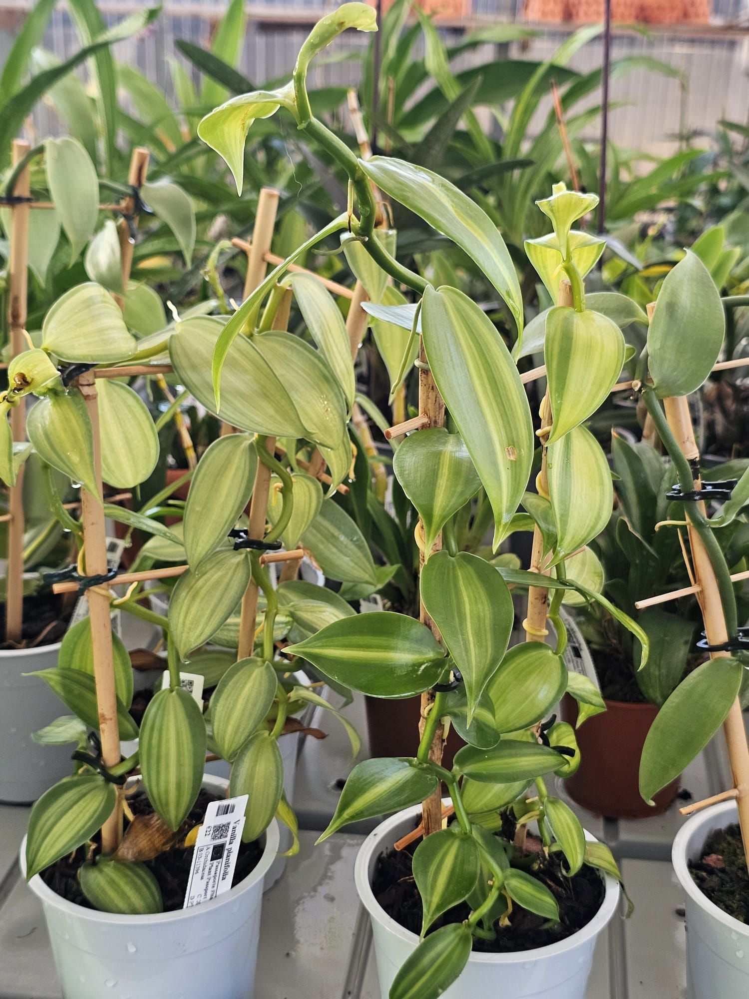 Vanilla planifolia Variegata - Image 3