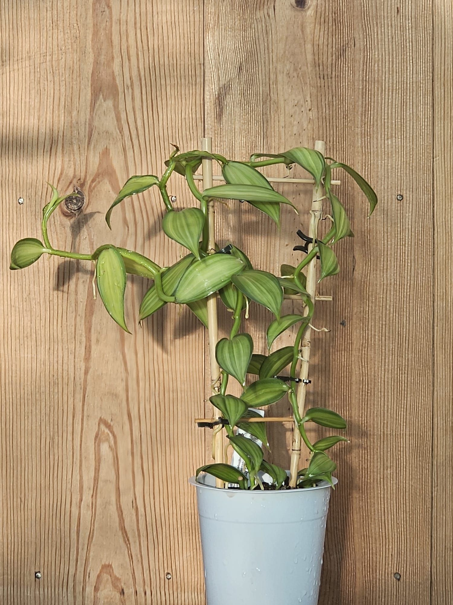 Vanilla planifolia Variegata - Image 2