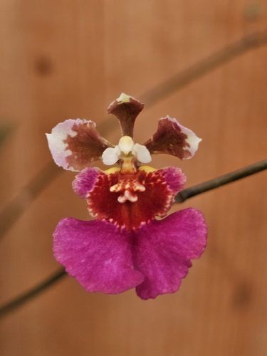 Tolumnia Jairak Flyer 'Dark Pink'