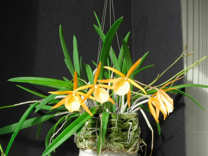 Brassavola-Yellow-Bird-01-1-1