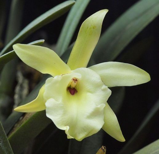 Brassavola glauca 1