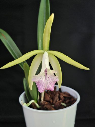 Brassocattleya Nanipuakea