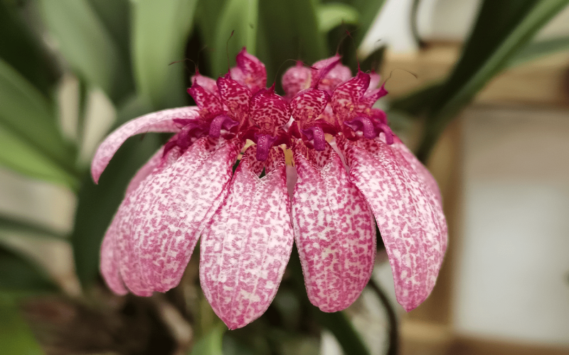 Bulbophyllum-eberhardtii-01-1